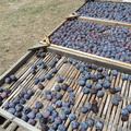 Skopelos Plums