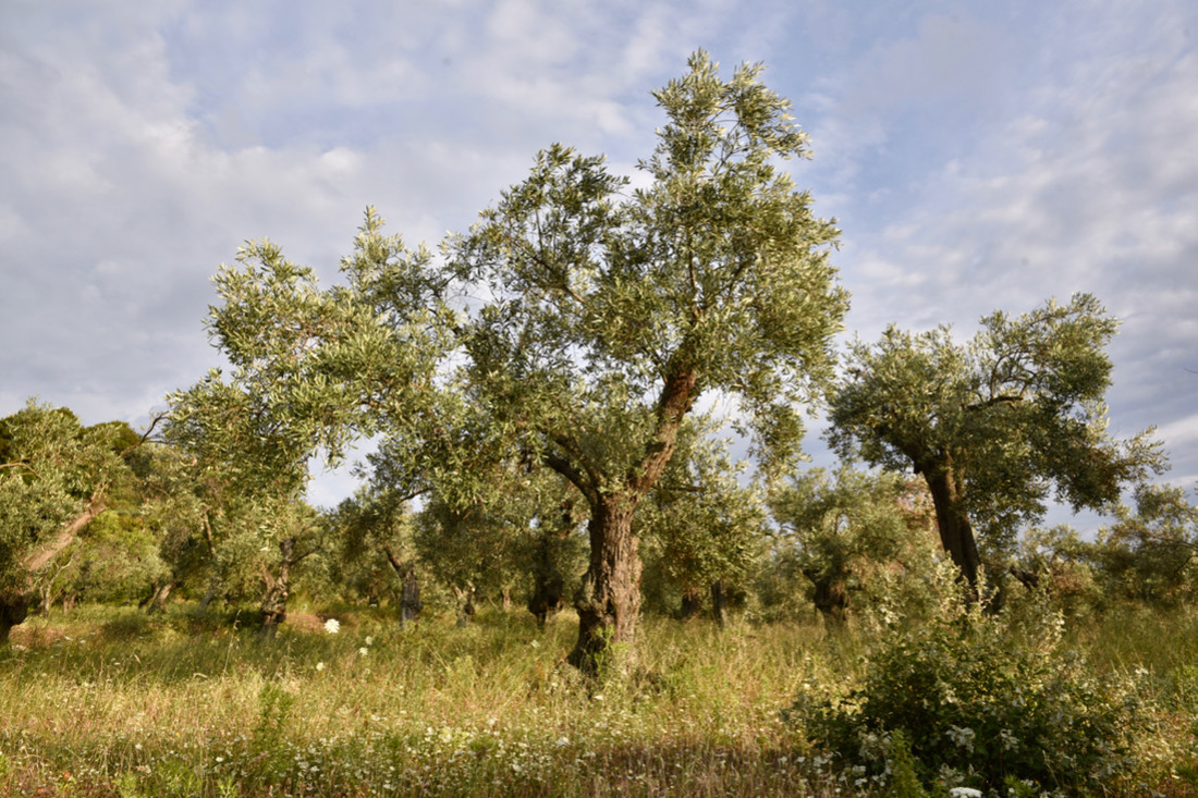 Olives Skopelos