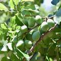 Skopelos Plums