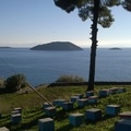 Honey Skopelos